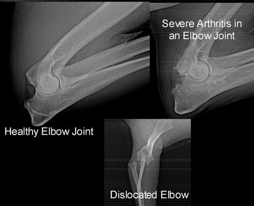 Elbow Canine